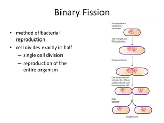 Bacteriology | PPTX