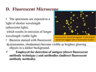 D. Fluorescent Microscope
• The specimens are exposed to a
light of shorter wavelength
(ultraviolet light),
which results in emission of longer
wavelength visible light.
• Bacteria stained with fluorescent
dye(auramine, rhodamine) become visible as brighter glowing
objects in a darker background.
 Employed for detection of antigen (direct fluorescent
antibody technique ) and antibodies (indirect fluorescent
antibody methods).
Fluorescence photomicrograph. A rod-shaped
bacterium tagged with a fluorescent marker
 