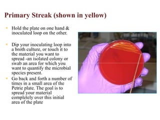 Primary Streak (shown in yellow)
 Hold the plate on one hand &
inoculated loop on the other.
 Dip your inoculating loop into
a broth culture, or touch it to
the material you want to
spread -an isolated colony or
swab an area for which you
want to quantify the microbial
species present.
 Go back and forth a number of
times in a small area of the
Petrie plate. The goal is to
spread your material
completely over this initial
area of the plate
 