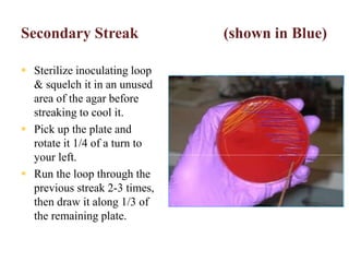 Secondary Streak (shown in Blue)
 Sterilize inoculating loop
& squelch it in an unused
area of the agar before
streaking to cool it.
 Pick up the plate and
rotate it 1/4 of a turn to
your left.
 Run the loop through the
previous streak 2-3 times,
then draw it along 1/3 of
the remaining plate.
 