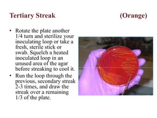 Tertiary Streak (Orange)
• Rotate the plate another
1/4 turn and sterilize your
inoculating loop or take a
fresh, sterile stick or
swab. Squelch a heated
inoculated loop in an
unused area of the agar
before streaking to cool it.
• Run the loop through the
previous, secondary streak
2-3 times, and draw the
streak over a remaining
1/3 of the plate.
 