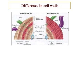 Difference in cell walls
 