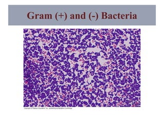 Gram (+) and (-) Bacteria
 