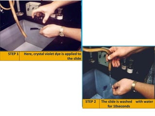 STEP 1 Here, crystal violet dye is applied to
the slide
STEP 2 The slide is washed with water
for 10seconds
 