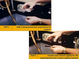 STEP 5 Slide is being decolorized using ethanol &
acetone
STEP 6 Counter stain safranin applied for 30s
importing pink color to gram negative bacteria
 