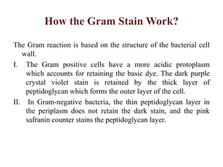 How the Gram Stain Work?
The Gram reaction is based on the structure of the bacterial cell
wall.
I. The Gram positive cells have a more acidic protoplasm
which accounts for retaining the basic dye. The dark purple
crystal violet stain is retained by the thick layer of
peptidoglycan which forms the outer layer of the cell.
II. In Gram-negative bacteria, the thin peptidoglycan layer in
the periplasm does not retain the dark stain, and the pink
safranin counter stains the peptidoglycan layer.
 