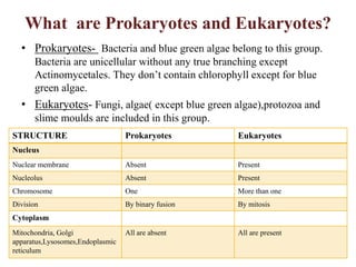 What are Prokaryotes and Eukaryotes?
• Prokaryotes- Bacteria and blue green algae belong to this group.
Bacteria are unicellular without any true branching except
Actinomycetales. They don’t contain chlorophyll except for blue
green algae.
• Eukaryotes- Fungi, algae( except blue green algae),protozoa and
slime moulds are included in this group.
STRUCTURE Prokaryotes Eukaryotes
Nucleus
Nuclear membrane Absent Present
Nucleolus Absent Present
Chromosome One More than one
Division By binary fusion By mitosis
Cytoplasm
Mitochondria, Golgi
apparatus,Lysosomes,Endoplasmic
reticulum
All are absent All are present
 