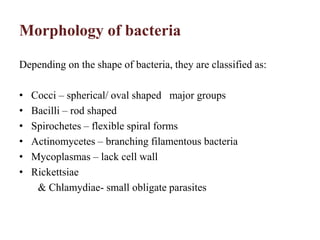 Morphology of bacteria
Depending on the shape of bacteria, they are classified as:
• Cocci – spherical/ oval shaped major groups
• Bacilli – rod shaped
• Spirochetes – flexible spiral forms
• Actinomycetes – branching filamentous bacteria
• Mycoplasmas – lack cell wall
• Rickettsiae
& Chlamydiae- small obligate parasites
 
