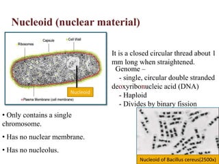 Nucleoid (nuclear material)
Nucleoid
• Only contains a single
chromosome.
• Has no nuclear membrane.
• Has no nucleolus.
Genome –
- single, circular double stranded
deoxyribonucleic acid (DNA)
- Haploid
- Divides by binary fission
It is a closed circular thread about 1
mm long when straightened.
Nucleoid of Bacillus cereus(2500x)
 