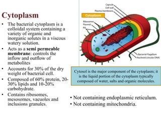 Cytoplasm
• The bacterial cytoplasm is a
colloidal system containing a
variety of organic and
inorganic solutes in a viscous
watery solution.
• Acts as a semi permeable
membrane: controls the
inflow and outflow of
metabolites
• Accounts for 30% of the dry
weight of bacterial cell.
• Composed of 60% protein, 20-
30% lipids and 10-20%
carbohydrate.
• Contains ribosomes,
mesosomes, vacuoles and
inclusions granules.
• Not containing endoplasmic reticulum.
• Not containing mitochondria.
Cytoplasm
Cytoplasm
Cytosol is the major component of the cytoplasm; it
is the liquid portion of the cytoplasm typically
composed of water, salts and organic molecules.
 