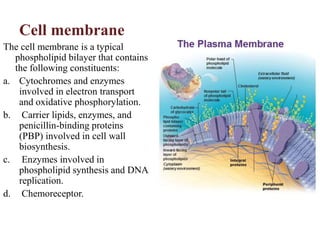 Cell membrane
The cell membrane is a typical
phospholipid bilayer that contains
the following constituents:
a. Cytochromes and enzymes
involved in electron transport
and oxidative phosphorylation.
b. Carrier lipids, enzymes, and
penicillin-binding proteins
(PBP) involved in cell wall
biosynthesis.
c. Enzymes involved in
phospholipid synthesis and DNA
replication.
d. Chemoreceptor.
 