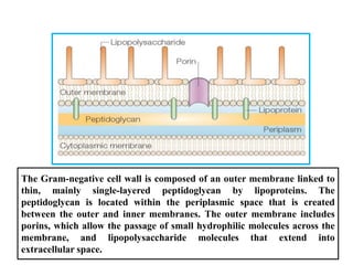The Gram-negative cell wall is composed of an outer membrane linked to
thin, mainly single-layered peptidoglycan by lipoproteins. The
peptidoglycan is located within the periplasmic space that is created
between the outer and inner membranes. The outer membrane includes
porins, which allow the passage of small hydrophilic molecules across the
membrane, and lipopolysaccharide molecules that extend into
extracellular space.
 