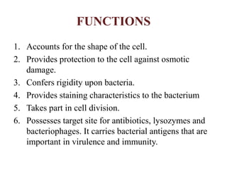 FUNCTIONS
1. Accounts for the shape of the cell.
2. Provides protection to the cell against osmotic
damage.
3. Confers rigidity upon bacteria.
4. Provides staining characteristics to the bacterium
5. Takes part in cell division.
6. Possesses target site for antibiotics, lysozymes and
bacteriophages. It carries bacterial antigens that are
important in virulence and immunity.
 