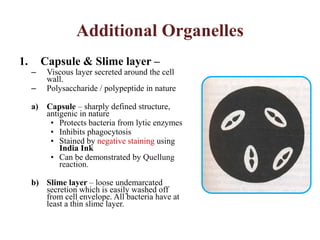 Additional Organelles
1. Capsule & Slime layer –
– Viscous layer secreted around the cell
wall.
– Polysaccharide / polypeptide in nature
a) Capsule – sharply defined structure,
antigenic in nature
• Protects bacteria from lytic enzymes
• Inhibits phagocytosis
• Stained by negative staining using
India Ink
• Can be demonstrated by Quellung
reaction.
b) Slime layer – loose undemarcated
secretion which is easily washed off
from cell envelope. All bacteria have at
least a thin slime layer.
 