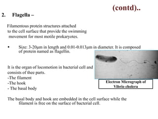 (contd)..
2. Flagella –
Filamentous protein structures attached
to the cell surface that provide the swimming
movement for most motile prokaryotes.
 Size: 3-20μm in length and 0.01-0.013μm in diameter. It is composed
of protein named as flagellin.
It is the organ of locomotion in bacterial cell and
consists of thee parts.
-The filament
-The hook
- The basal body
The basal body and hook are embedded in the cell surface while the
filament is free on the surface of bacterial cell.
Electron Micrograph of
Vibrio cholera
 
