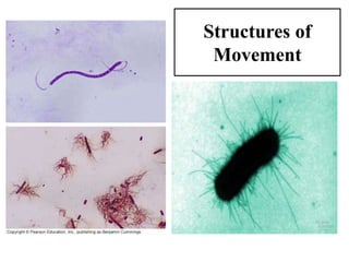 Structures of
Movement
 