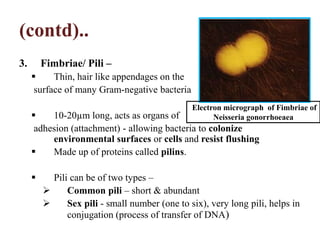 (contd)..
3. Fimbriae/ Pili –
 Thin, hair like appendages on the
surface of many Gram-negative bacteria
 10-20µm long, acts as organs of
adhesion (attachment) - allowing bacteria to colonize
environmental surfaces or cells and resist flushing
 Made up of proteins called pilins.
 Pili can be of two types –
 Common pili – short & abundant
 Sex pili - small number (one to six), very long pili, helps in
conjugation (process of transfer of DNA)
Electron micrograph of Fimbriae of
Neisseria gonorrhoeaea
 