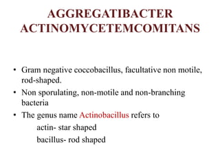 AGGREGATIBACTER
ACTINOMYCETEMCOMITANS
• Gram negative coccobacillus, facultative non motile,
rod-shaped.
• Non sporulating, non-motile and non-branching
bacteria
• The genus name Actinobacillus refers to
actin- star shaped
bacillus- rod shaped
 
