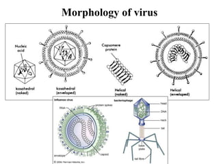 Morphology of virus
 