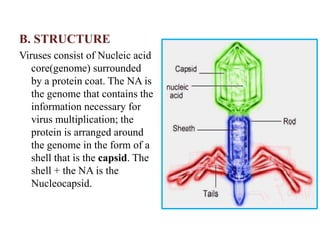 B. STRUCTURE
Viruses consist of Nucleic acid
core(genome) surrounded
by a protein coat. The NA is
the genome that contains the
information necessary for
virus multiplication; the
protein is arranged around
the genome in the form of a
shell that is the capsid. The
shell + the NA is the
Nucleocapsid.
 