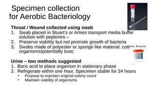 Bacteriology, classification and morphology.pptx