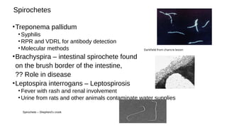 Bacteriology, classification and morphology.pptx