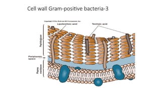 Cell wall Gram-positive bacteria-3
 