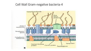 Cell Wall Gram-negative bacteria-4
 