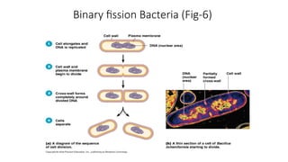 Binary fission Bacteria (Fig-6)
 