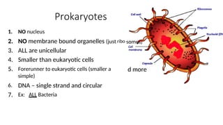 somes)
d more
Prokaryotes
1.
2.
3.
4.
5.
NO nucleus
NO membrane bound organelles (just
ALL are unicellular
Smaller than eukaryotic cells
ribo
Forerunner to eukaryotic cells (smaller a
simple)
DNA – single strand and circular
6.
7. Ex: ALL Bacteria
 
