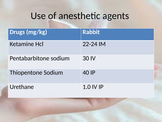 Handling and maintenance of laboratory animal rabbits | PPTX