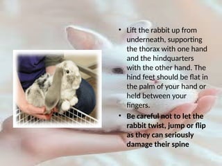 Scruffing A Rabbit Handling and maintenance of laboratory animal rabbits | PPTX