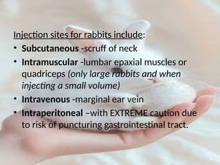 Handling and maintenance of laboratory animal rabbits | PPTX
