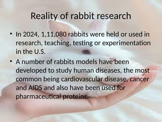 Handling and maintenance of laboratory animal rabbits | PPTX