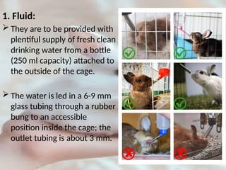 Subcut Fluids Rabbit Handling and maintenance of laboratory animal rabbits | PPTX