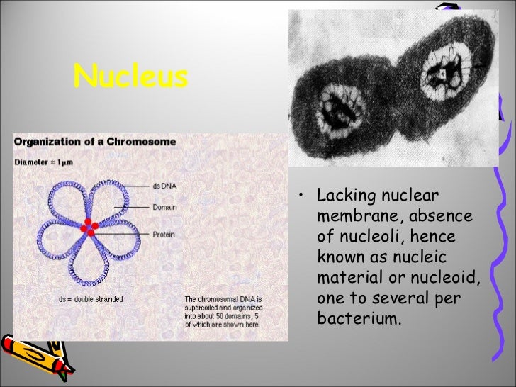 Bacteriology week3-4