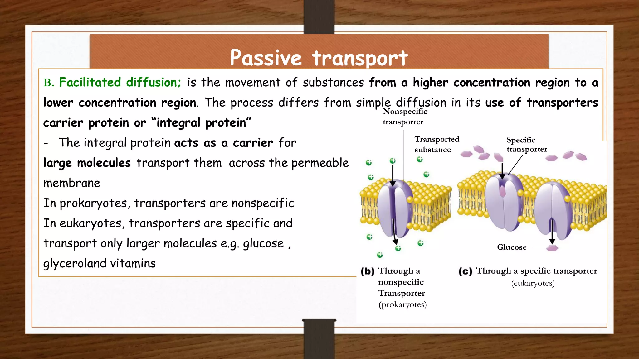 Passive transport
B. Facilitated diffusion; is the movement of substances from a higher concentration region to a
lower concentration region. The process differs from simple diffusion in its use of transporters
carrier protein or “integral protein”
- The integral protein acts as a carrier for
large molecules transport them across the permeable
membrane
In prokaryotes, transporters are nonspecific
In eukaryotes, transporters are specific and
transport only larger molecules e.g. glucose ,
glyceroland vitamins
Through a
nonspecific
Transporter
(prokaryotes)
Through a specific transporter
Nonspecific
transporter
Transported
substance
Specific
transporter
Glucose
(eukaryotes)
 