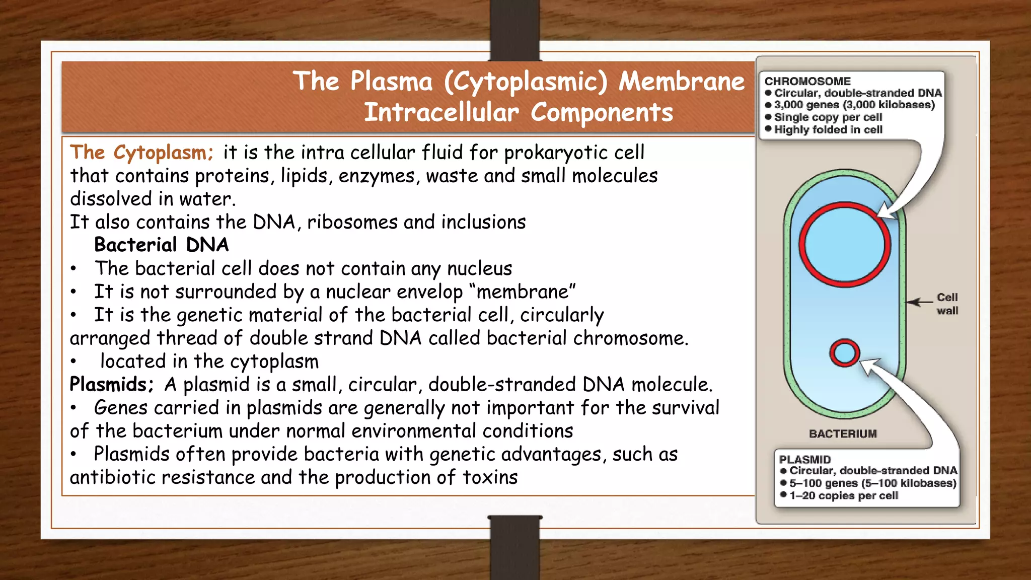 The Plasma (Cytoplasmic) Membrane
Intracellular Components
The Cytoplasm; it is the intra cellular fluid for prokaryotic cell
that contains proteins, lipids, enzymes, waste and small molecules
dissolved in water.
It also contains the DNA, ribosomes and inclusions
Bacterial DNA
• The bacterial cell does not contain any nucleus
• It is not surrounded by a nuclear envelop “membrane”
• It is the genetic material of the bacterial cell, circularly
arranged thread of double strand DNA called bacterial chromosome.
• located in the cytoplasm
Plasmids; A plasmid is a small, circular, double-stranded DNA molecule.
• Genes carried in plasmids are generally not important for the survival
of the bacterium under normal environmental conditions
• Plasmids often provide bacteria with genetic advantages, such as
antibiotic resistance and the production of toxins
 