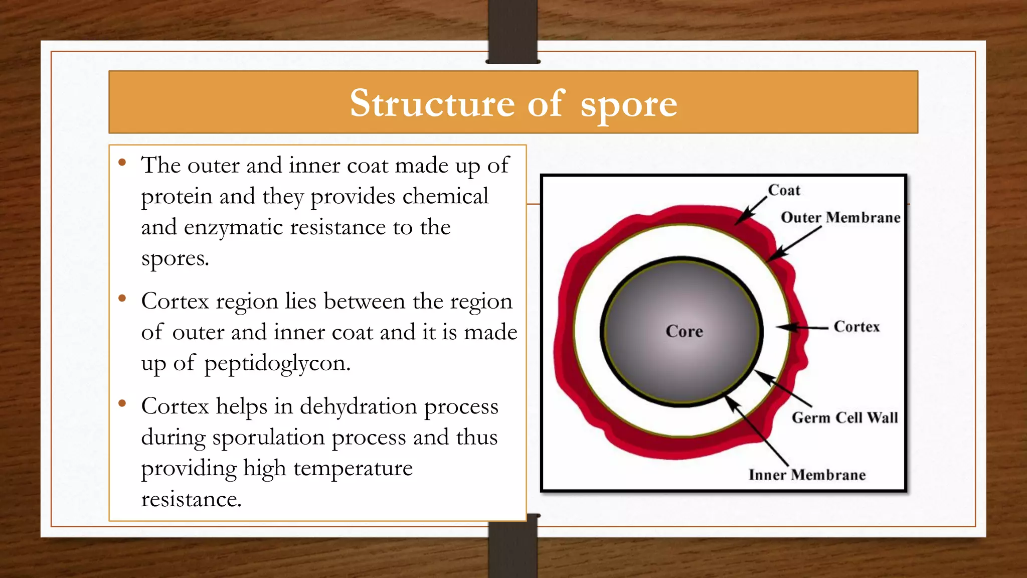 Structure of spore
• The outer and inner coat made up of
protein and they provides chemical
and enzymatic resistance to the
spores.
• Cortex region lies between the region
of outer and inner coat and it is made
up of peptidoglycon.
• Cortex helps in dehydration process
during sporulation process and thus
providing high temperature
resistance.
 