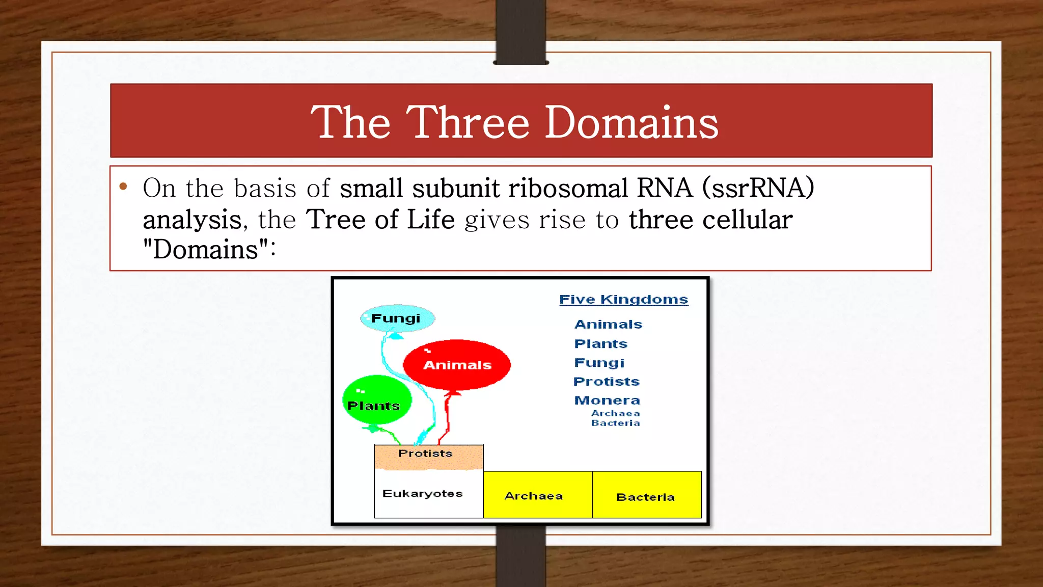 The Three Domains
• On the basis of small subunit ribosomal RNA (ssrRNA)
analysis, the Tree of Life gives rise to three cellular
"Domains":
 