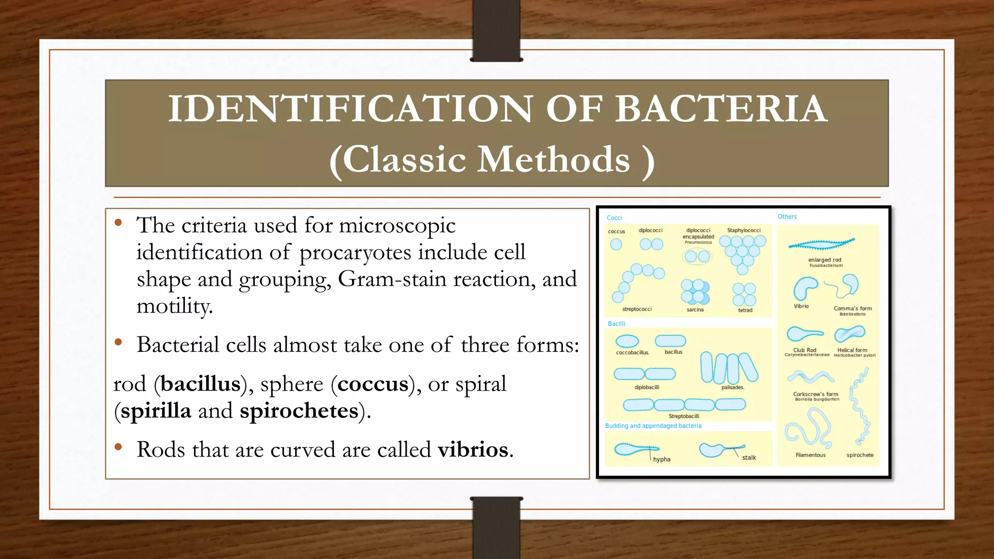 IDENTIFICATION OF BACTERIA
(Classic Methods )
• The criteria used for microscopic
identification of procaryotes include cell
shape and grouping, Gram-stain reaction, and
motility.
• Bacterial cells almost take one of three forms:
rod (bacillus), sphere (coccus), or spiral
(spirilla and spirochetes).
• Rods that are curved are called vibrios.
 
