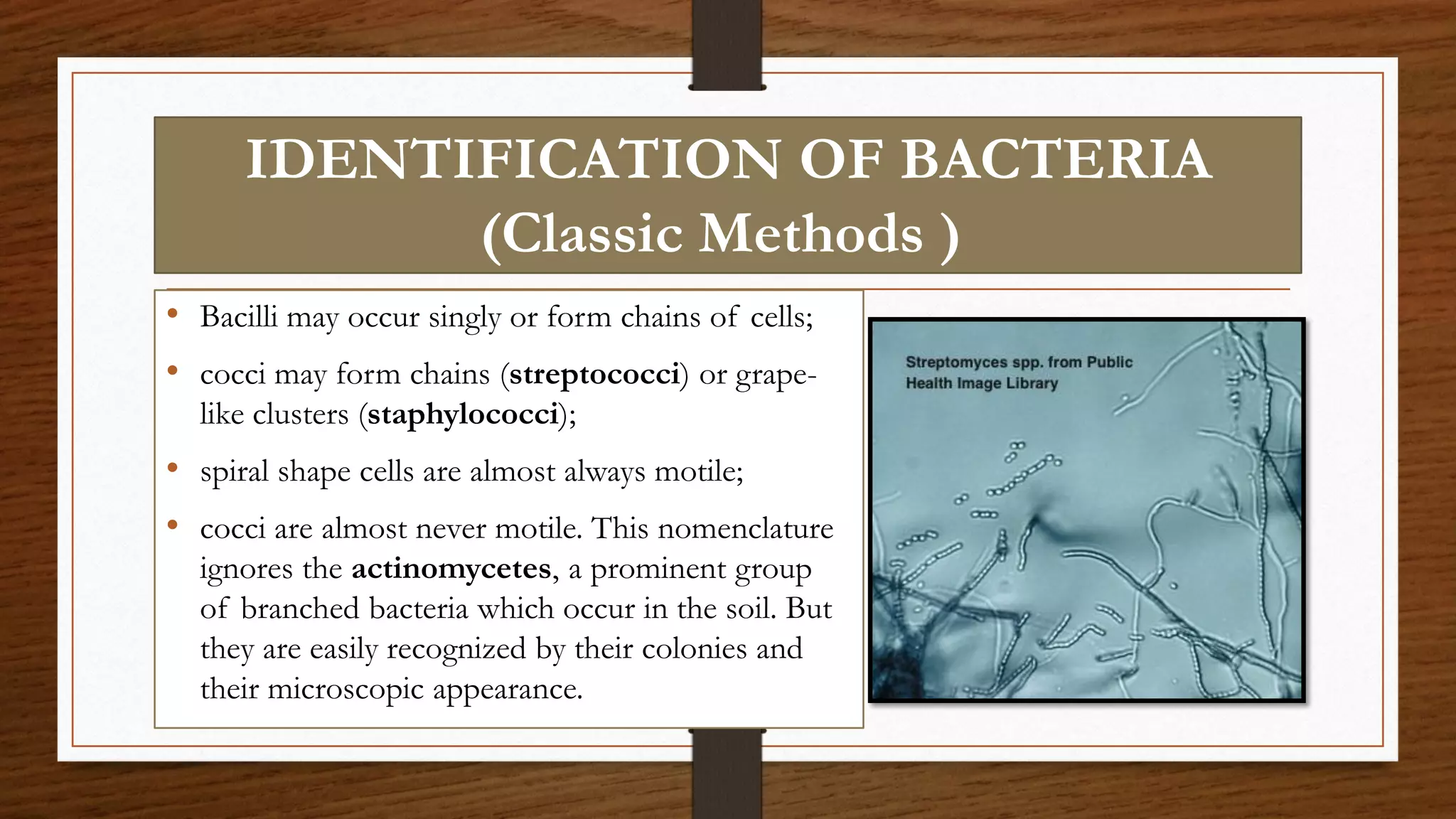 IDENTIFICATION OF BACTERIA
(Classic Methods )
• Bacilli may occur singly or form chains of cells;
• cocci may form chains (streptococci) or grape-
like clusters (staphylococci);
• spiral shape cells are almost always motile;
• cocci are almost never motile. This nomenclature
ignores the actinomycetes, a prominent group
of branched bacteria which occur in the soil. But
they are easily recognized by their colonies and
their microscopic appearance.
 