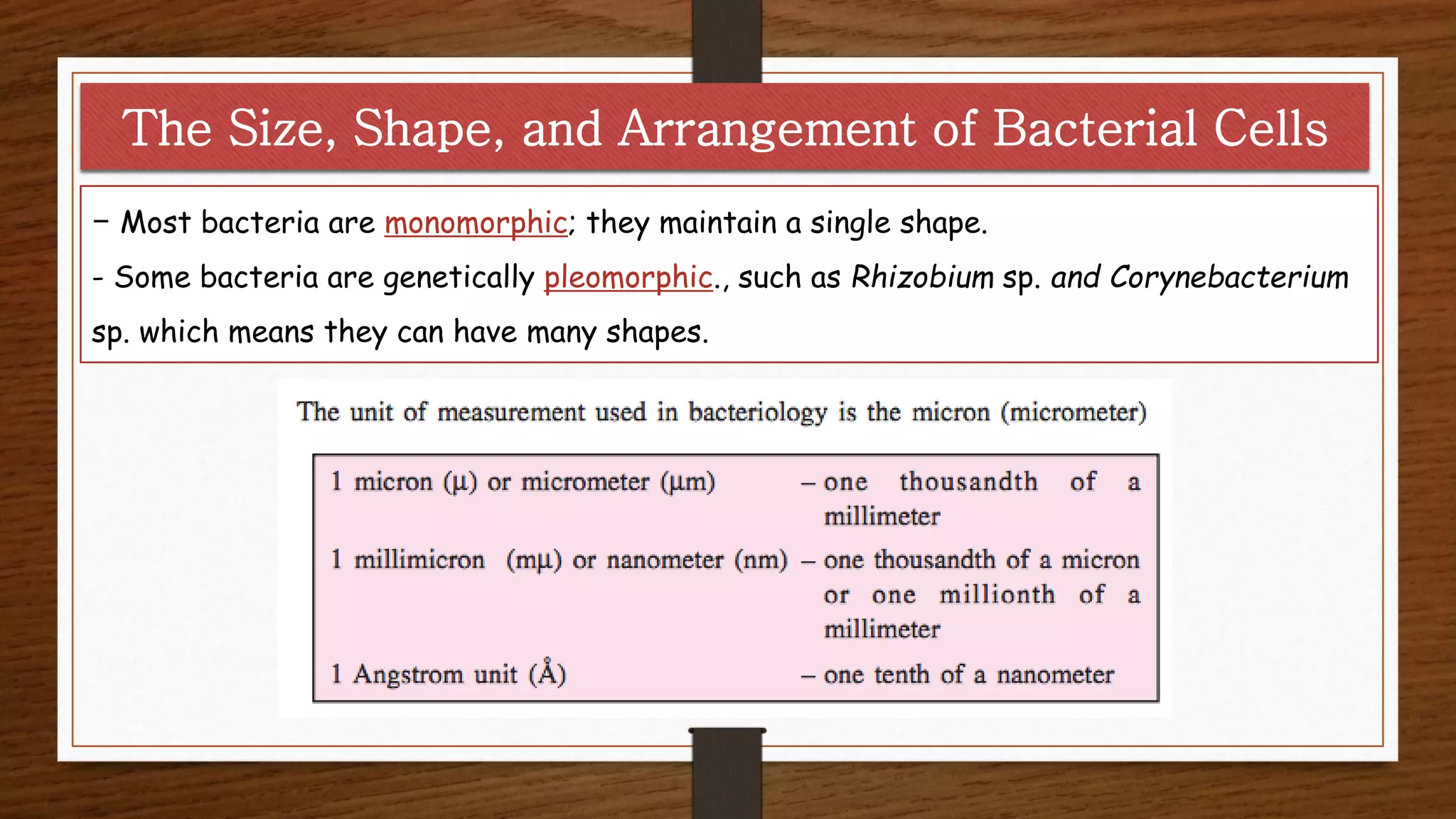 The Size, Shape, and Arrangement of Bacterial Cells
- Most bacteria are monomorphic; they maintain a single shape.
- Some bacteria are genetically pleomorphic., such as Rhizobium sp. and Corynebacterium
sp. which means they can have many shapes.
 