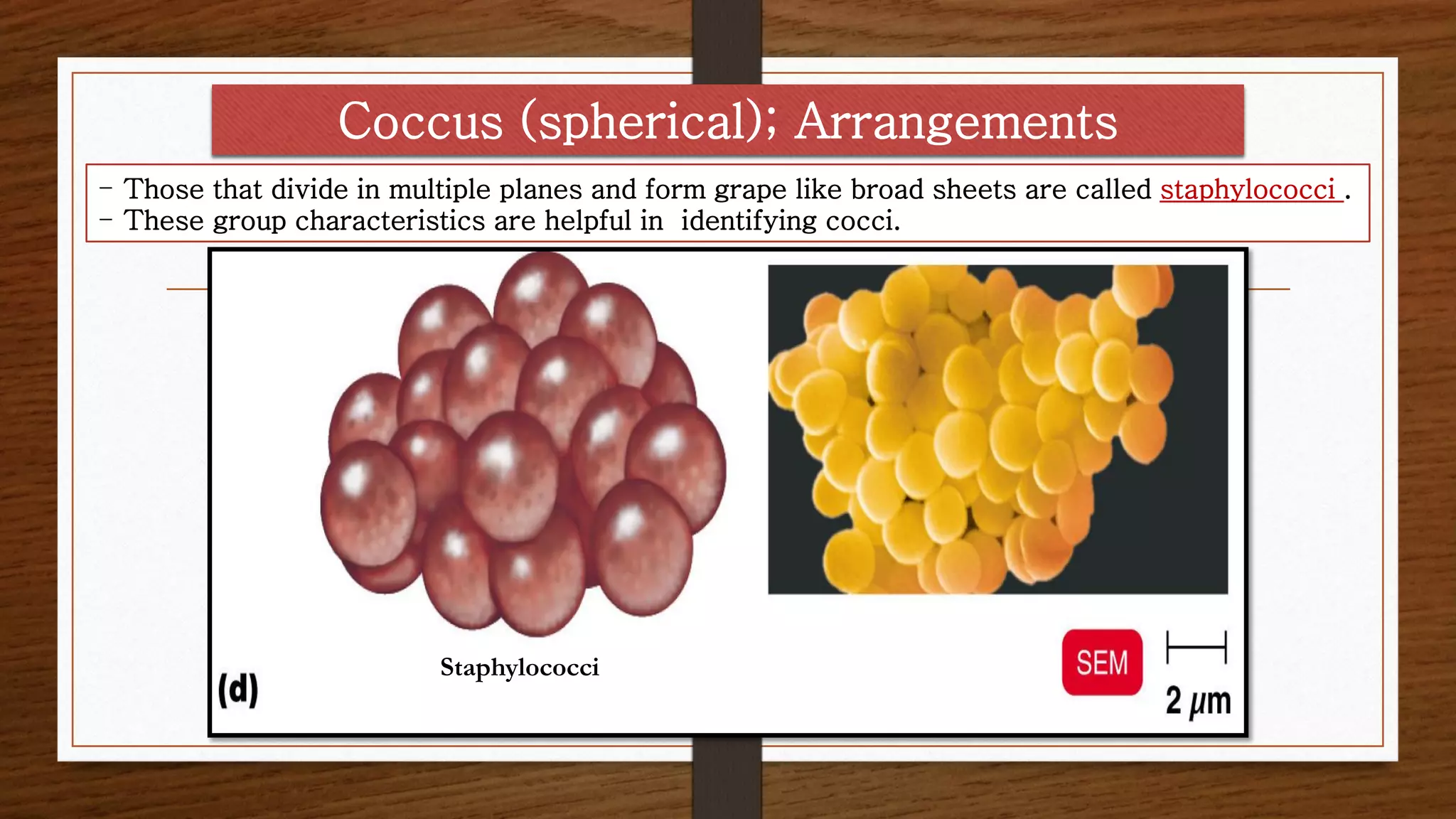 - Those that divide in multiple planes and form grape like broad sheets are called staphylococci .
- These group characteristics are helpful in identifying cocci.
Staphylococci
Coccus (spherical); Arrangements
 