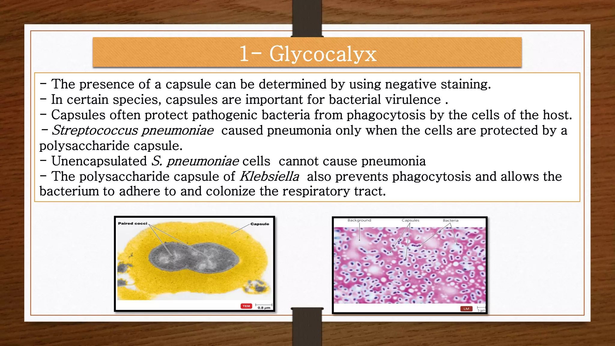 - The presence of a capsule can be determined by using negative staining.
- In certain species, capsules are important for bacterial virulence .
- Capsules often protect pathogenic bacteria from phagocytosis by the cells of the host.
- Streptococcus pneumoniae caused pneumonia only when the cells are protected by a
polysaccharide capsule.
- Unencapsulated S. pneumoniae cells cannot cause pneumonia
- The polysaccharide capsule of Klebsiella also prevents phagocytosis and allows the
bacterium to adhere to and colonize the respiratory tract.
1- Glycocalyx
 