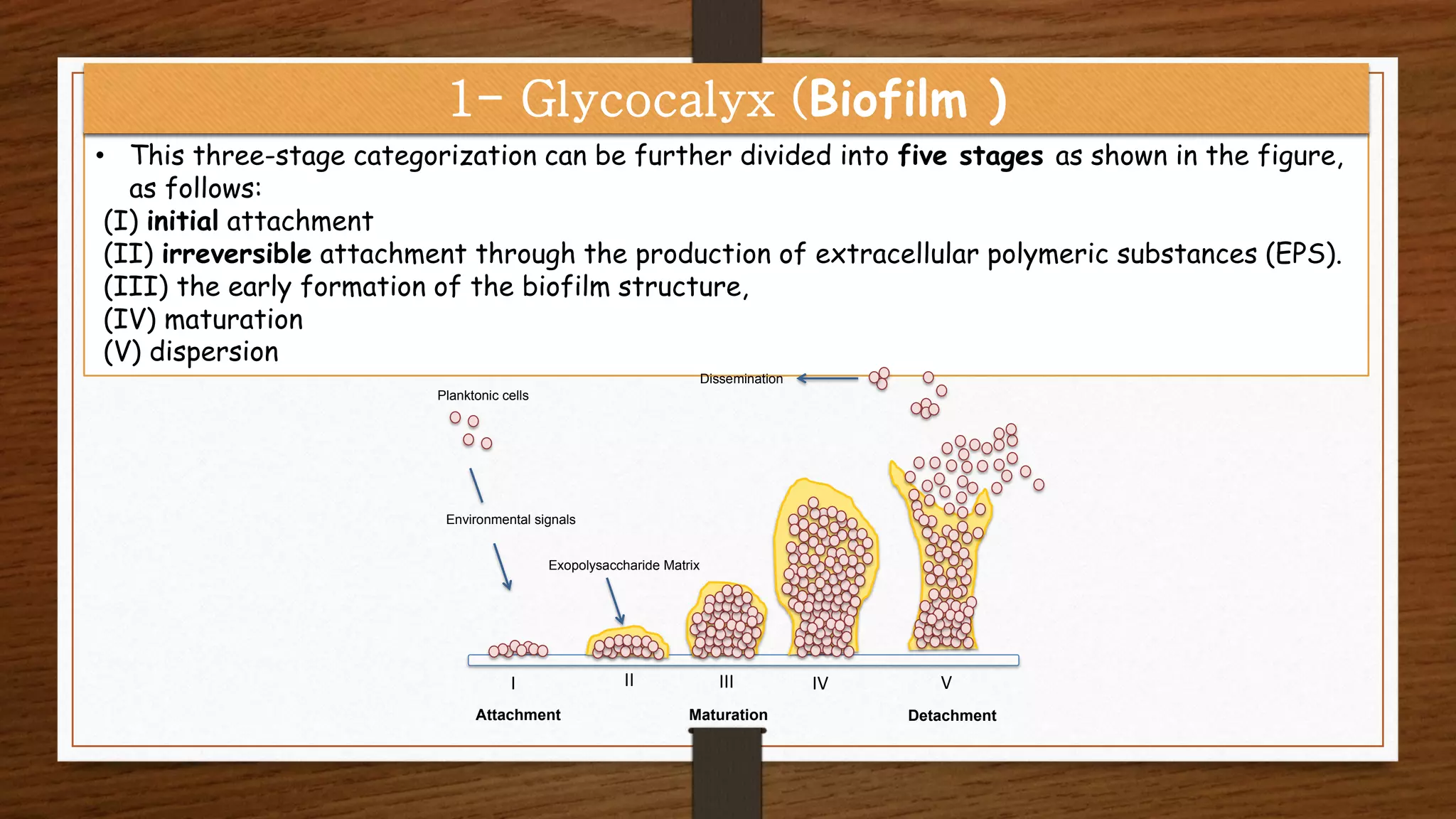 • This three-stage categorization can be further divided into five stages as shown in the figure,
as follows:
(I) initial attachment
(II) irreversible attachment through the production of extracellular polymeric substances (EPS).
(III) the early formation of the biofilm structure,
(IV) maturation
(V) dispersion
1- Glycocalyx (Biofilm )
Dissemination
Planktonic cells
Environmental signals
Exopolysaccharide Matrix
Attachment DetachmentMaturation
I II III IV V
 