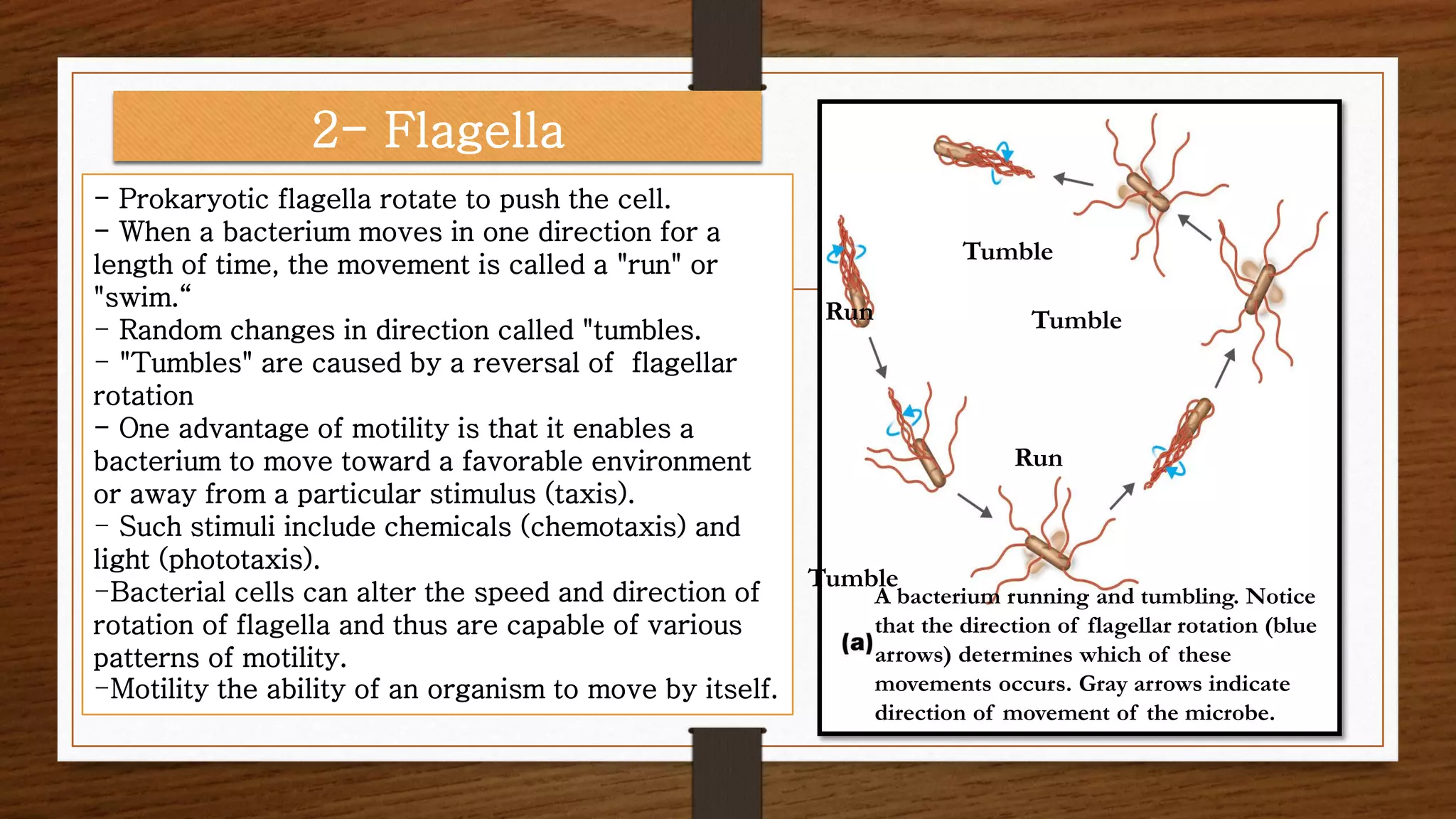 - Prokaryotic flagella rotate to push the cell.
- When a bacterium moves in one direction for a
length of time, the movement is called a "run" or
"swim.“
- Random changes in direction called "tumbles.
- "Tumbles" are caused by a reversal of flagellar
rotation
- One advantage of motility is that it enables a
bacterium to move toward a favorable environment
or away from a particular stimulus (taxis).
- Such stimuli include chemicals (chemotaxis) and
light (phototaxis).
-Bacterial cells can alter the speed and direction of
rotation of flagella and thus are capable of various
patterns of motility.
-Motility the ability of an organism to move by itself.
2- Flagella
Run
Run
Tumble
Tumble
Tumble
A bacterium running and tumbling. Notice
that the direction of flagellar rotation (blue
arrows) determines which of these
movements occurs. Gray arrows indicate
direction of movement of the microbe.
 