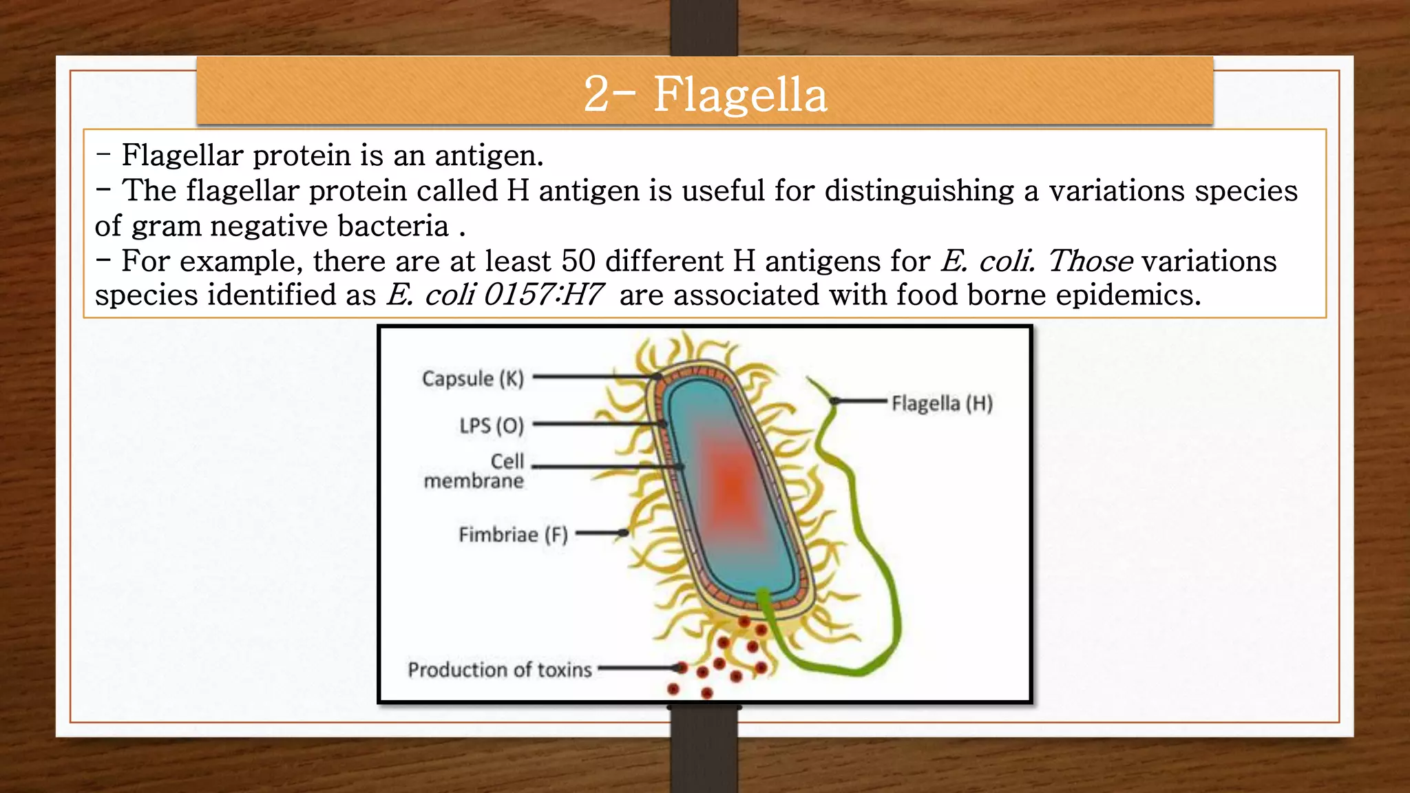 - Flagellar protein is an antigen.
- The flagellar protein called H antigen is useful for distinguishing a variations species
of gram negative bacteria .
- For example, there are at least 50 different H antigens for E. coli. Those variations
species identified as E. coli 0157:H7 are associated with food borne epidemics.
2- Flagella
 