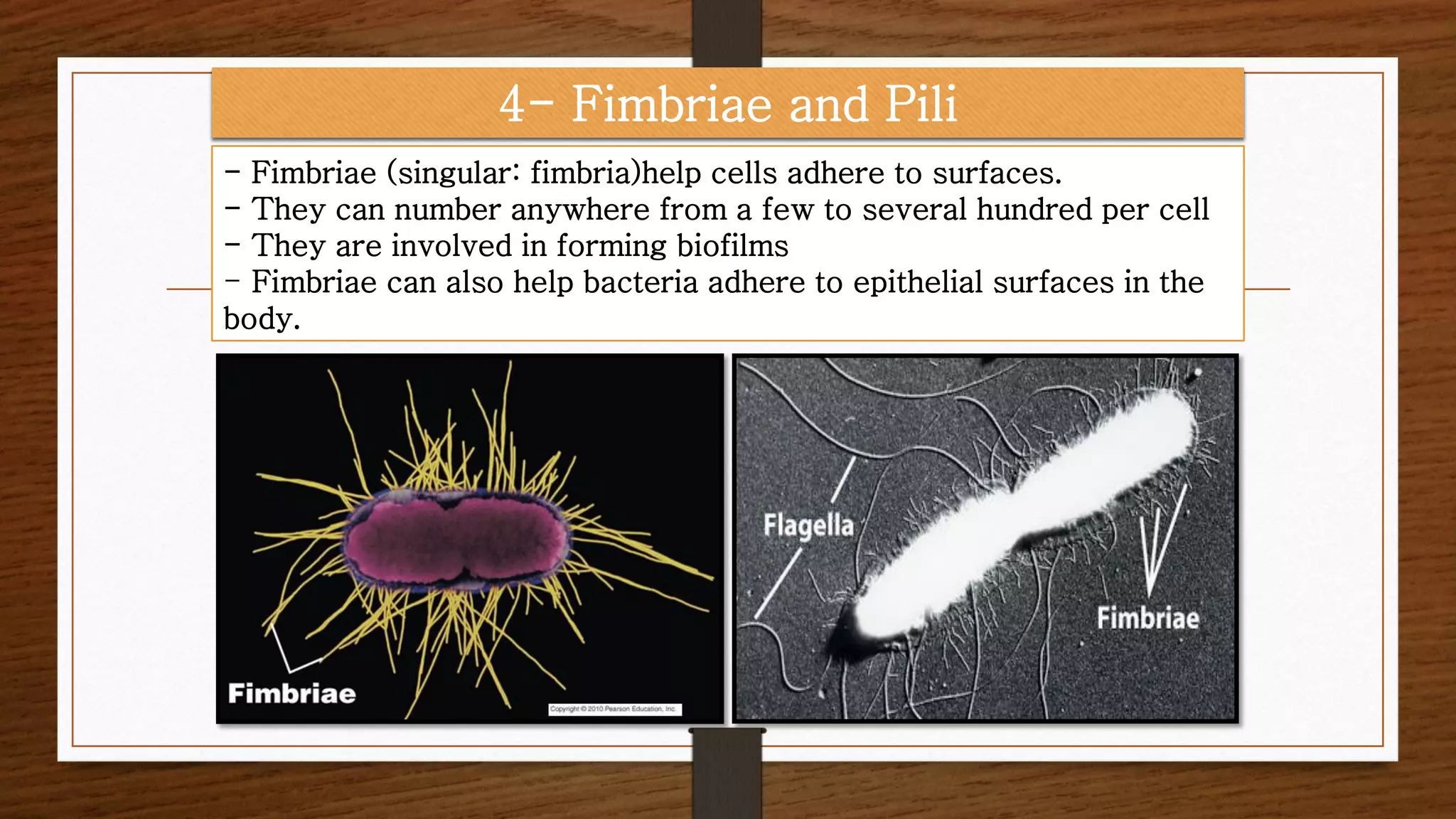 - Fimbriae (singular: fimbria)help cells adhere to surfaces.
- They can number anywhere from a few to several hundred per cell
- They are involved in forming biofilms
- Fimbriae can also help bacteria adhere to epithelial surfaces in the
body.
4- Fimbriae and Pili
 