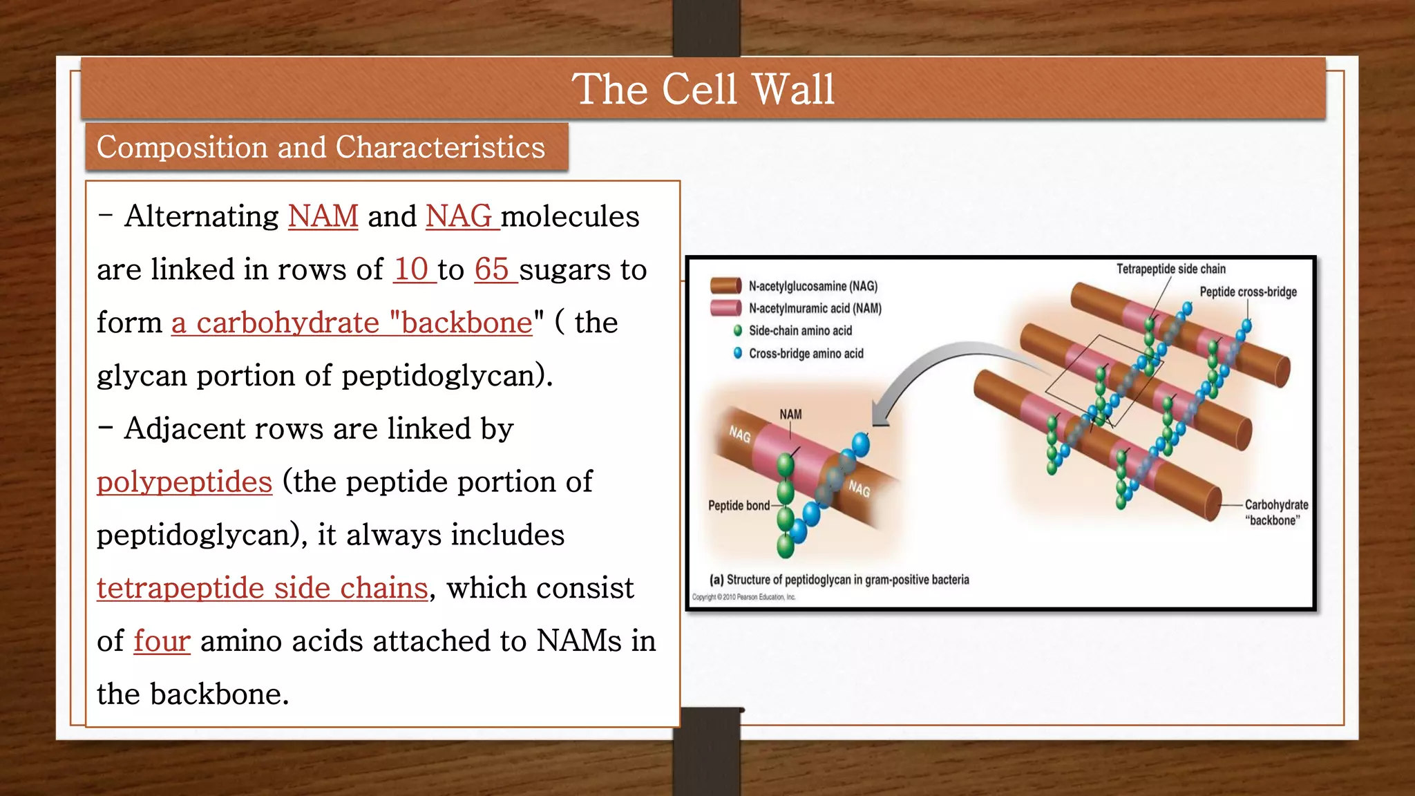 - Alternating NAM and NAG molecules
are linked in rows of 10 to 65 sugars to
form a carbohydrate "backbone" ( the
glycan portion of peptidoglycan).
- Adjacent rows are linked by
polypeptides (the peptide portion of
peptidoglycan), it always includes
tetrapeptide side chains, which consist
of four amino acids attached to NAMs in
the backbone.
Composition and Characteristics
The Cell Wall
 